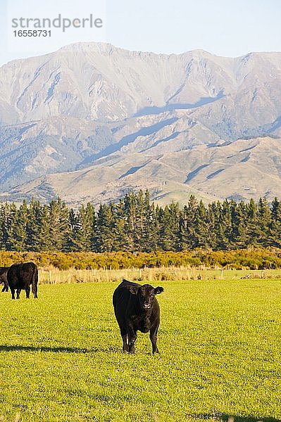Kuh auf einer Farm auf der Fahrt von Queenstown zum Milford Sound  Südinsel  Neuseeland. Die Fahrt von Queenstown zum Milford Sound ist atemberaubend und führt durch wunderschöne Landschaften und beeindruckende Berge.