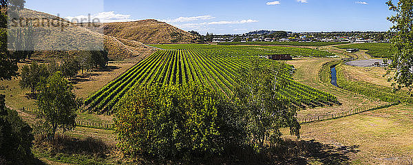 Weinberge des Weinguts Mission Estate Winery  Napier  Region Hawkes Bay  Nordinsel  Neuseeland