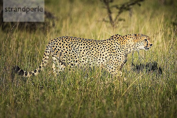 Gepard (Acinonyx jubatus) auf der El Karama Ranch  Bezirk Laikipia  Kenia