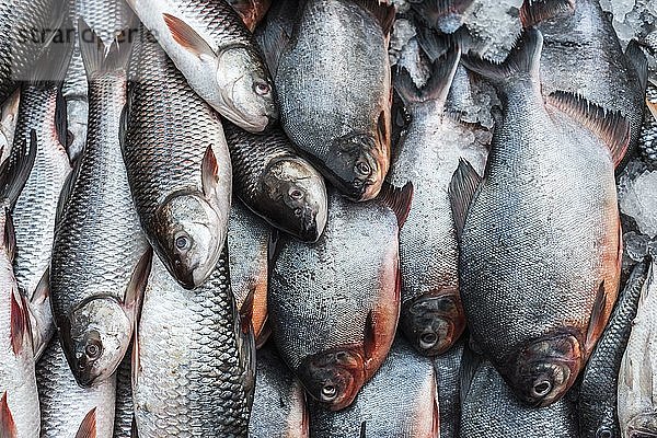 Fisch auf dem Morgenmarkt in Hpa An  Bundesstaat Kayin (Karen-Staat)  Myanmar (Birma)