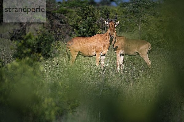 Kuhantilope (Alcelaphus buselaphus alias Kongoni) auf der El Karama Ranch  Bezirk Laikipia  Kenia