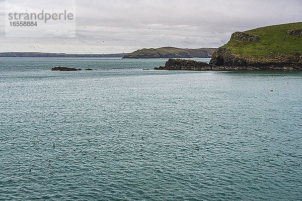 Papageientaucher bei North Haven  Insel Skomer  Pembrokeshire Coast National Park  Wales  Vereinigtes Königreich