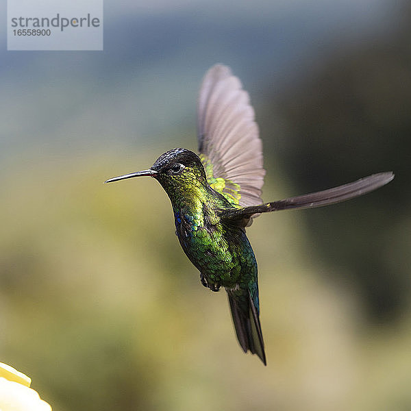 Feuerkehl-Kolibri (Panterpe insignis)  San Gerardo de Dota  Provinz San José  Costa Rica