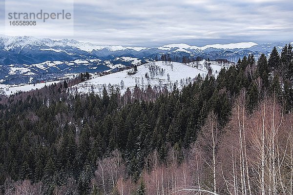 Verschneite Winterlandschaft in den Karpaten  Pestera  Bran  Siebenbürgen  Rumänien