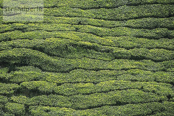 Teeplantagen in der Berglandschaft Indiens  Munnar  Western Ghats Mountains  Kerala
