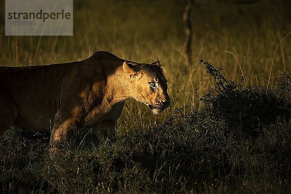 Löwe (Panthera leo  weibliche Löwin) auf afrikanischer Wildtier-Safari in einem Nationalpark in Kenia  Afrika