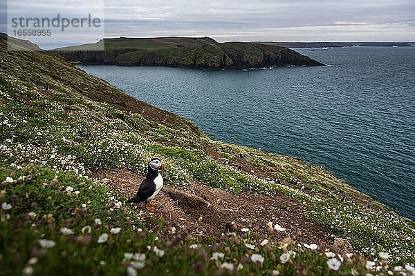 Papageientaucher auf der Insel Skomer  Pembrokeshire Coast National Park  Wales  Vereinigtes Königreich