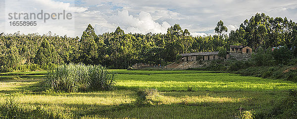 Reisfelder in der Stadt Andasibe  Ost-Madagaskar