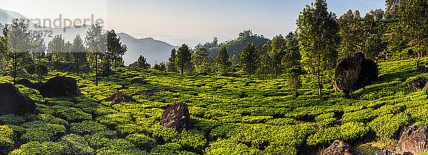 Landschaft mit Teeplantagen in der Nähe von Munnar in den Western Ghats Mountains  Kerala  Indien