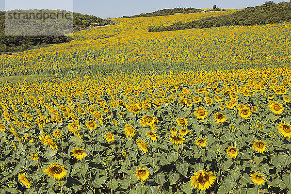 Gallipoli-Halbinsel  Provinz Canakkale  Türkei. Sonnenblumenfelder.