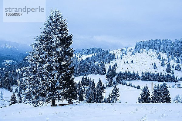 Winterlandschaft bei Bran in den Karpaten  Siebenbürgen  Rumänien