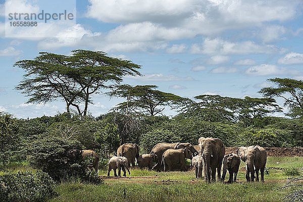 Herde des Afrikanischen Elefanten (Loxodonta africana) auf der Sosian Ranch  Bezirk Laikipia  Kenia