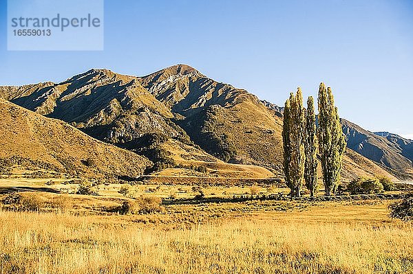 Herbstlandschaft und Pappelbäume am Lake Moke  Queenstown  Südinsel  Neuseeland. Der Lake Moke  10 km von Queenstown entfernt  ist nicht nur ein wunderschöner See  sondern auch ein Campingplatz des Department of Conservation (DOC)  der sowohl für Wohnwagen als auch für Wohnmobile zugänglich ist. In den frühen Morgenstunden ist der Lake Moke oft vollkommen still und bietet perfekte Spiegelungen der umliegenden Hügel und Berge im Wasser. Die Kombination aus einer fabelhaften goldenen Stunde  wenn die Sonne über den Hügeln aufgeht  dem Morgennebel  der vom See aufsteigt  und den satt orangefarbenen Herbstbäumen machte diese Nacht auf dem Lake Moke Department of Conservation Campsite (DOC-Campingplatz) zu etwas ganz Besonderem.