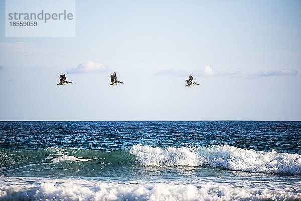 Pelikane fliegen über den Wellen an einem Strand bei Nosara  Provinz Guanacaste  Pazifikküste  Costa Rica