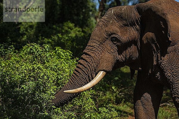 Afrikanischer Elefant (Loxodonta africana) im Aberdare-Nationalpark  Kenia