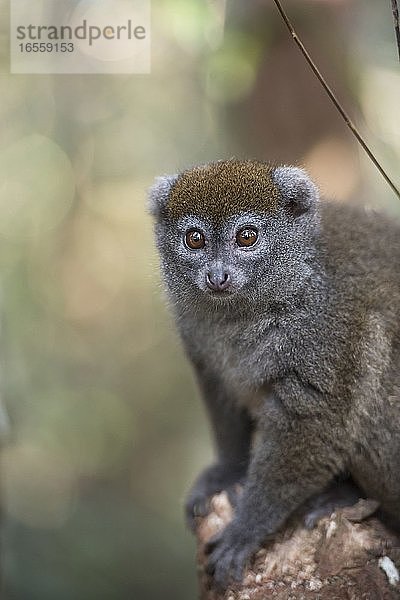 Lac Alaotra-Bambuslemur (Hapalemur alaotrensis)  Lemureninsel  Andasibe  Ost-Madagaskar