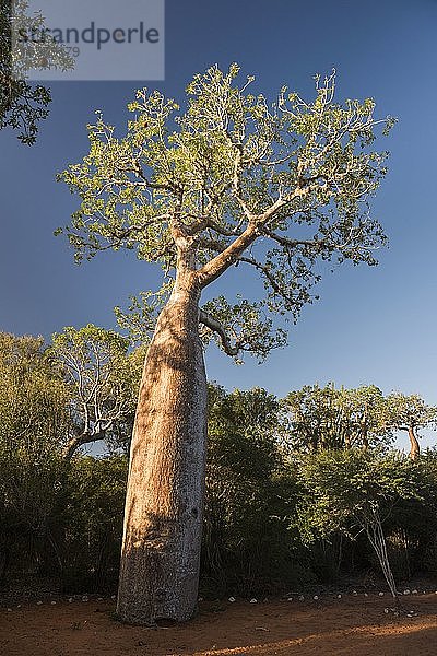 Baobab-Baum im Stachelwald  Parc Mosa a Mangily  Ifaty  Südwest-Madagaskar  Afrika