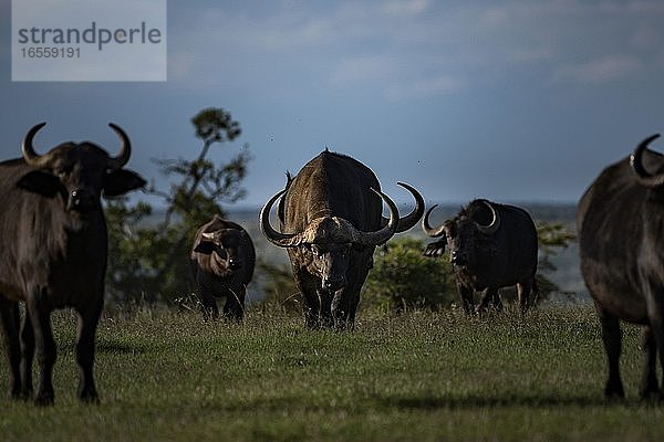 Afrikanischer Büffel (Syncerus caffer alias Kap-Büffel) auf der El Karama Ranch  Laikipia County  Kenia