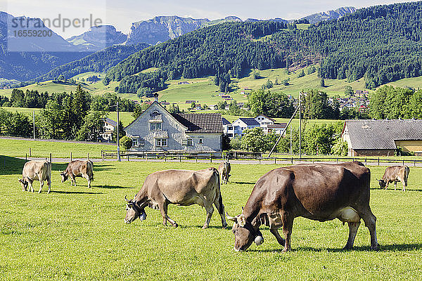 Appenzell  Kanton Appenzell Innerrhoden  Schweiz. Kühe mit Glocken um den Hals vor den Toren der Stadt.
