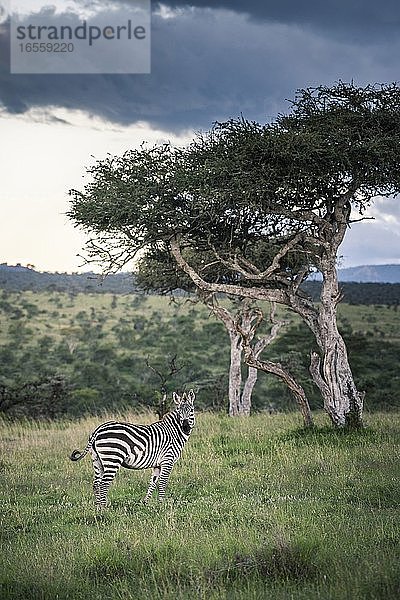 Zebra (Equus quagga) auf der El Karama Ranch  Bezirk Laikipia  Kenia