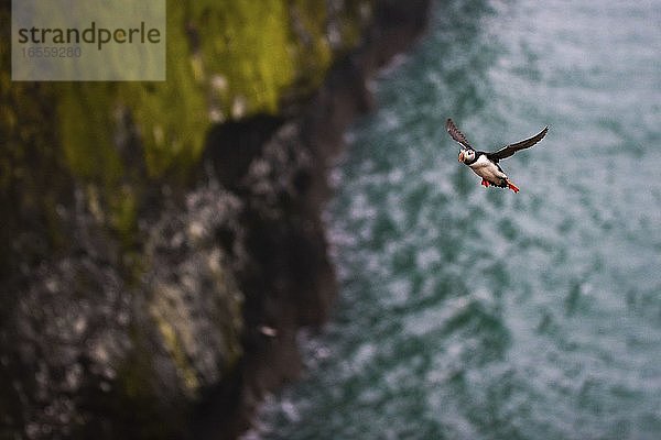 Papageientaucher am Wick  Insel Skomer  Pembrokeshire Coast National Park  Wales  Vereinigtes Königreich