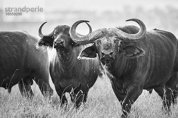 Afrikanischer Büffel (Syncerus caffer alias Kap-Büffel) auf der El Karama Ranch  Bezirk Laikipia  Kenia