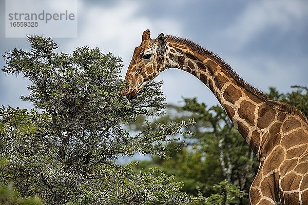 Netzgiraffe (Giraffa reticulata) auf der El Karama Ranch  Bezirk Laikipia  Kenia