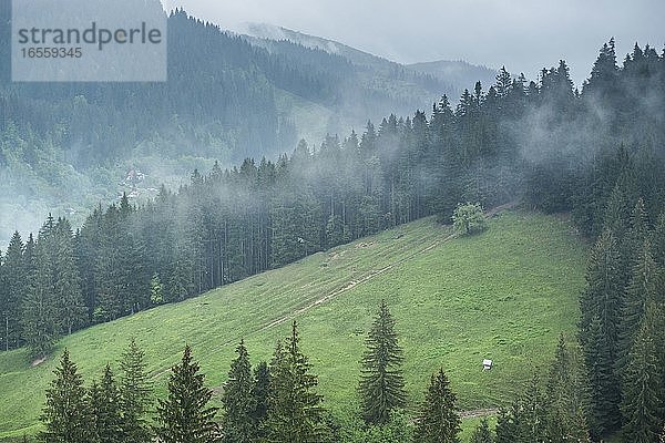 Neblige rumänische Waldlandschaft in der Umgebung des Klosters Sucevita  Region Bukowina  Rumänien