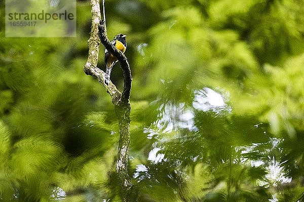 Vogel im Tortuguero-Nationalpark  Provinz Limon  Costa Rica