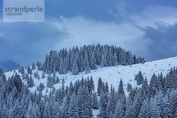 Winterlandschaft bei Bran in den Karpaten  Siebenbürgen  Rumänien