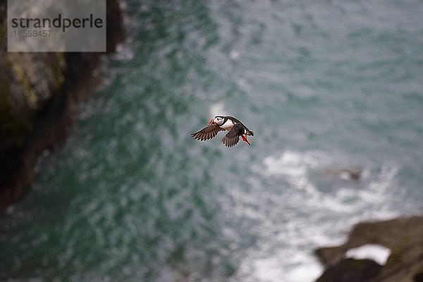 Papageientaucher am Wick  Insel Skomer  Pembrokeshire Coast National Park  Wales  Vereinigtes Königreich