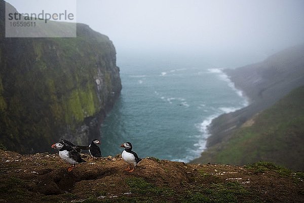 Papageientaucher am Wick  Insel Skomer  Pembrokeshire Coast National Park  Wales  Vereinigtes Königreich