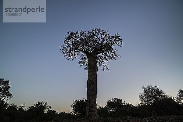 Baobab-Baum im Stachelwald bei Nacht  Parc Mosa a Mangily  Ifaty  Südwest-Madagaskar  Afrika