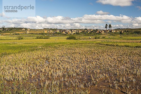 Reisfeldlandschaft im zentralen Hochland von Madagaskar bei Ambohimahasoa  Region Haute Matsiatra
