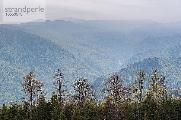 Nebelwald und Karpatenlandschaft bei Sonnenaufgang  Ranca  Parang-Gebirge  Region Oltenia  Rumänien