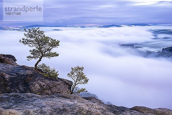 Kiefern auf dem Lilienstein  Elbsandsteingebirge im dichten Morgennebel  Nationalpark Sächsische Schweiz  Sachsen  Deutschland  Europa