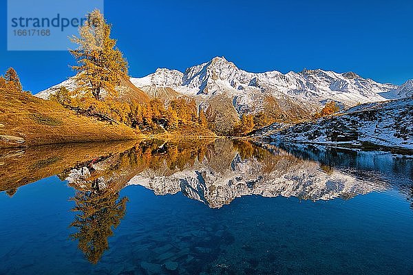Lac Bleu mit herbstfarbener Lärche  Spiegelung verschneiter Berge  Val d'Hérens  Kanton Wallis  Schweiz  Europa