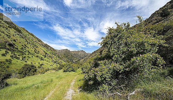 Wanderweg im Tal des Grandview Creek  Grandview Mountain Track  Lake H?wea  Südalpen  Otago  Südinsel  Neuseeland  Ozeanien