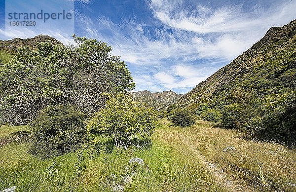 Wanderweg im Tal des Grandview Creek  Grandview Mountain Track  Lake H?wea  Südalpen  Otago  Südinsel  Neuseeland  Ozeanien