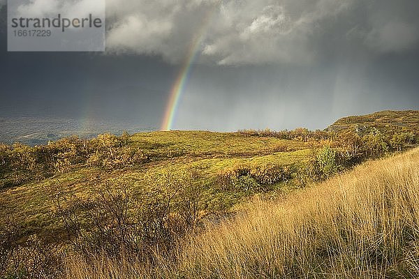 Gewitter mit doppeltem Regenbogen und dramatischen Wolken mit gelbem Gras auf Hügeln im Herbst  Nesna  Nordland  Norwegen  Europa