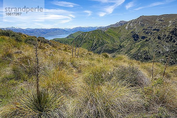 Ausblick vom Grandview Mountain Track auf See  Lake H?wea  Südalpen  Otago  Südinsel  Neuseeland  Ozeanien