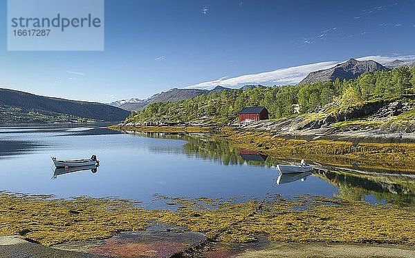 Mototboote in ruhigem Fjord mit gelbem Seegras  hinten Berge  Nordland  Norwegen  Europa