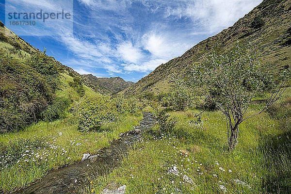 Grünes Tal  blühende Wiese mit Gebirgsbach Grandview Creek  Grandview Mountain Track  Lake H?wea  Südalpen  Otago  Südinsel  Neuseeland  Ozeanien