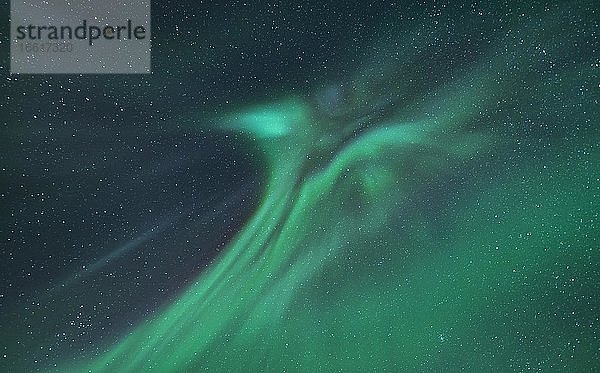 Nordlicht (Aurora borealis)  Kleppstad  Nordland  Norwegen  Europa