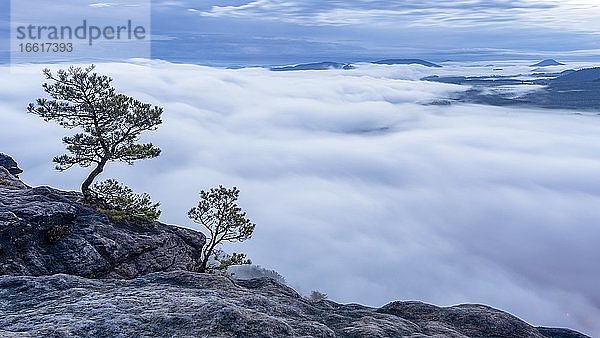 Kiefern auf dem Lilienstein  Elbsandsteingebirge im dichten Morgennebel  Nationalpark Sächsische Schweiz  Sachsen  Deutschland  Europa