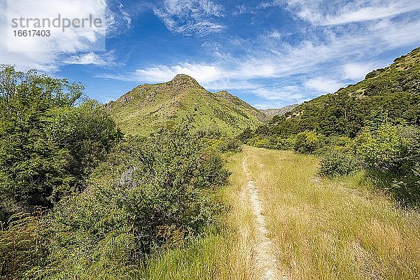 Wanderweg im Tal des Grandview Creek  Grandview Mountain Track  Lake H?wea  Südalpen  Otago  Südinsel  Neuseeland  Ozeanien