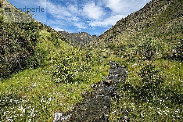 Grünes Tal  blühende Wiese mit Gebirgsbach Grandview Creek  Grandview Mountain Track  Lake H?wea  Südalpen  Otago  Südinsel  Neuseeland  Ozeanien