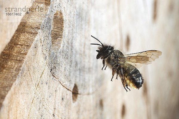 Gehörnte Mauerbiene (Osmia cornuta) im Anflug zur der Brutröhre.Sie trägt am Hinterleib Pollen zur Versorgung der Larven in die Brutröhre  Nordrhein-Westfalen  Deutschland  Europa