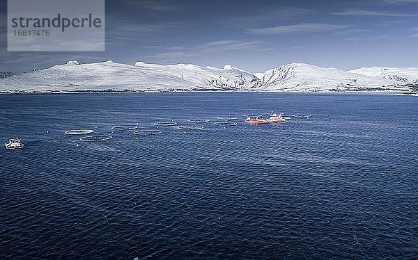 Lachsfarm mit Versorgungsboot in einem Fjord  hinten verschneite Bergkette  Rana  Nordland  Norwegen  Europa