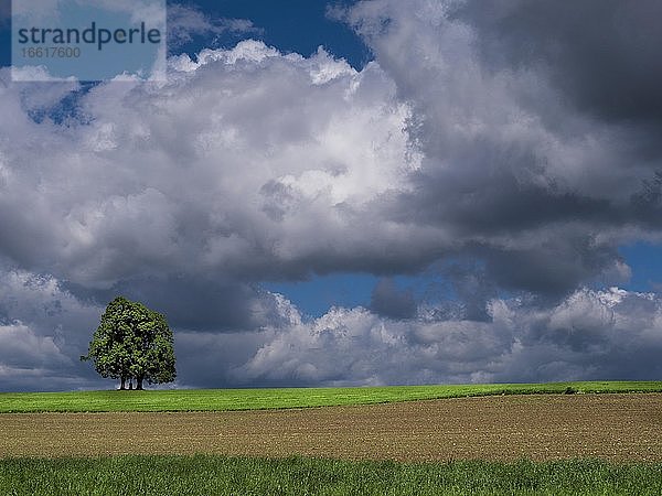 Ein einsames Baumpaar auf den Feldern  Schemmerhofen  Baden-Württemberg  Deutschland  Europa